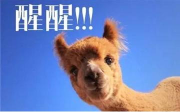 秘鲁神兽来袭，能给你的绝不只是表情包