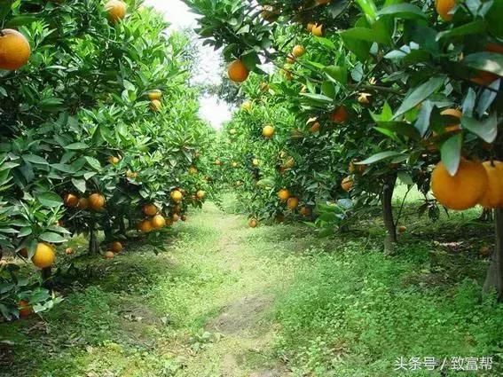 亩产收益最高的果树,收益最高的果树是哪种