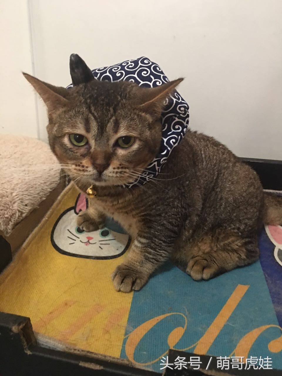 铲屎的给喵星人买了好多卖萌装备，小猫试穿后一脸懵莫名戳中萌点