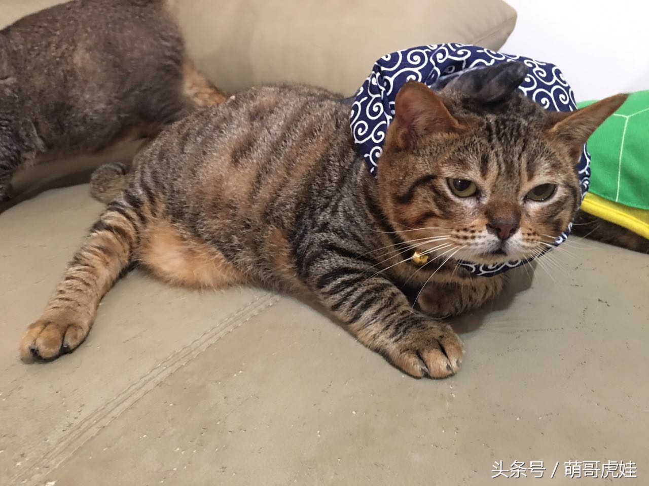 铲屎的给喵星人买了好多卖萌装备，小猫试穿后一脸懵莫名戳中萌点