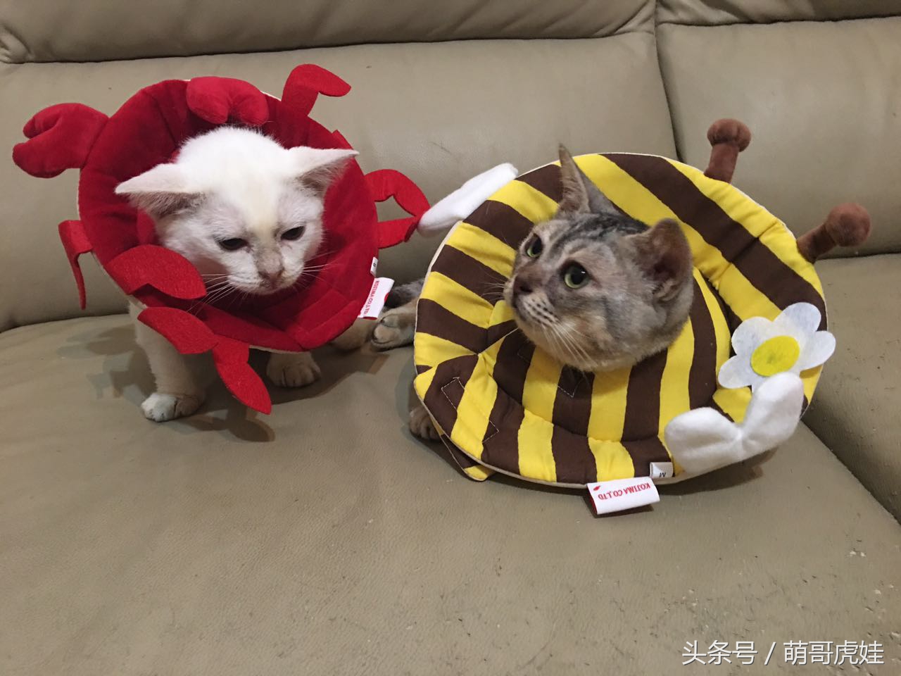 铲屎的给喵星人买了好多卖萌装备，小猫试穿后一脸懵莫名戳中萌点
