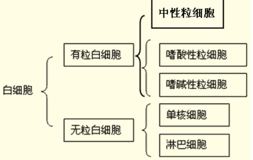 血常规报告单数据可以看出贫血,地中海贫血的血常规报告单怎么看