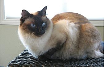 猫咪品种大盘点长毛猫篇,不掉毛猫咪的品种大全