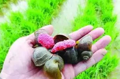 孕妇误食福寿螺导致流产,孕妇误食福寿螺