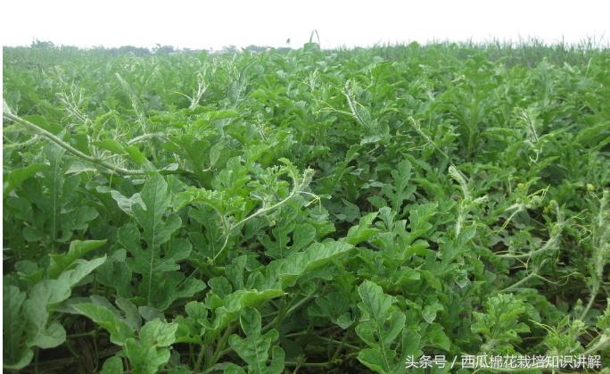 西瓜用什么肥料增产最快,西瓜增产的最好方法