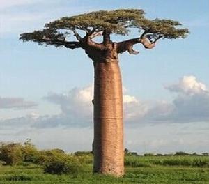 农民常见植物有哪些,农村常见的植物科普