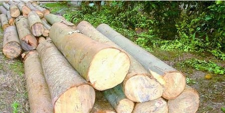 农民常见植物有哪些,农村常见的植物科普