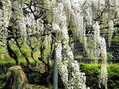 农民常见植物有哪些,农村常见的植物科普