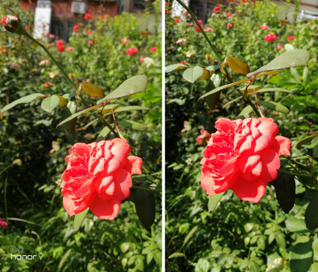 荣耀9和荣耀v9到底哪一个好,荣耀9和荣耀v9有什么区别