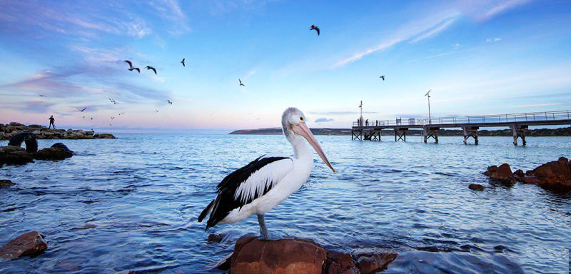 澳洲生活攻略(下)——礼仪篇