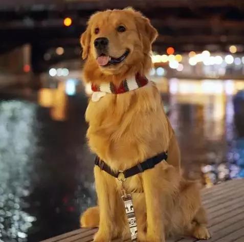 饲养金毛的禁忌,金毛为啥不建议新手养