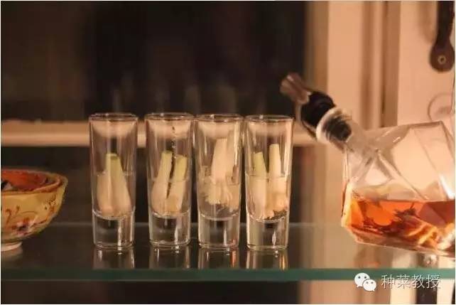 阳台种菜的土没有营养了怎么办,种子种菜阳台教程