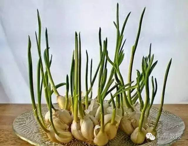 阳台种菜的土没有营养了怎么办,种子种菜阳台教程