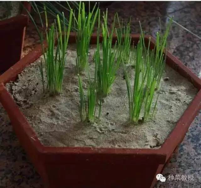 阳台种菜的土没有营养了怎么办,种子种菜阳台教程