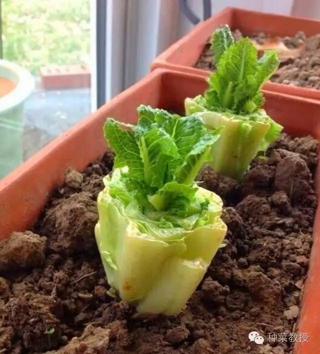 阳台种菜的土没有营养了怎么办,种子种菜阳台教程