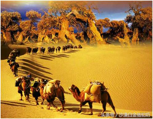 驼奶能否成为欧美市场的新宠儿,合格的驼奶