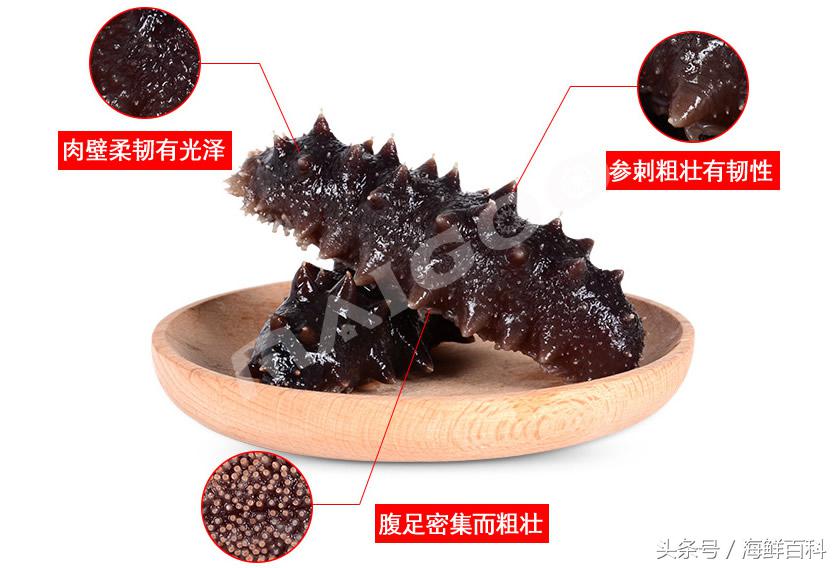 海参的营养价值和功效秒懂百科,怎么吃海参有营养等一些海参知识