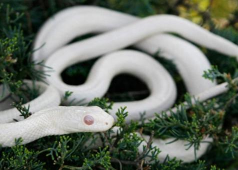 她斩杀一条蛇,不久腰疼得厉害