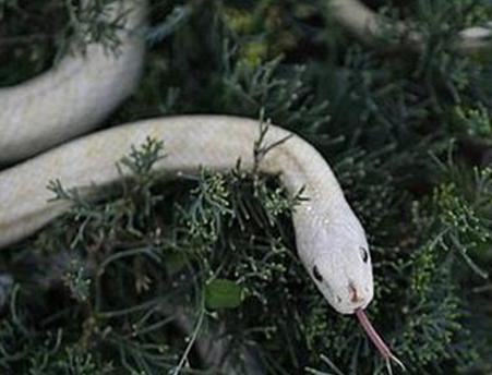 她斩杀一条蛇,不久腰疼得厉害