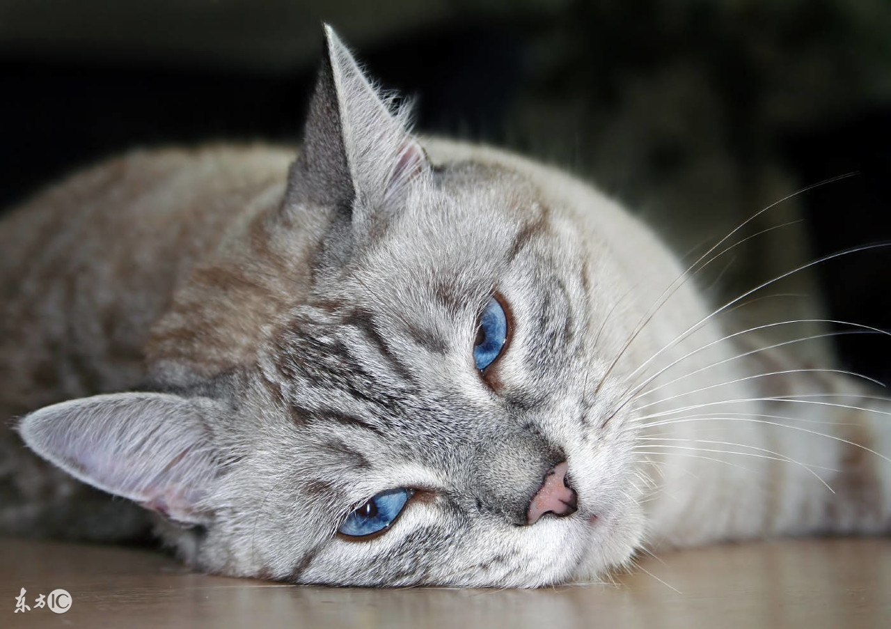 猫咪大便干燥一粒一粒的,猫咪吃的多软便咋办