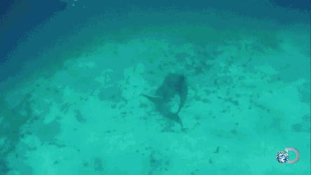 虎鲸和海豚打得赢鲨鱼吗,巨齿鲨打得过巨型虎鲸吗