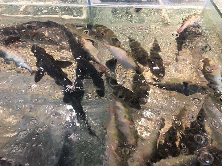 大湖河豚,大湖餐饮