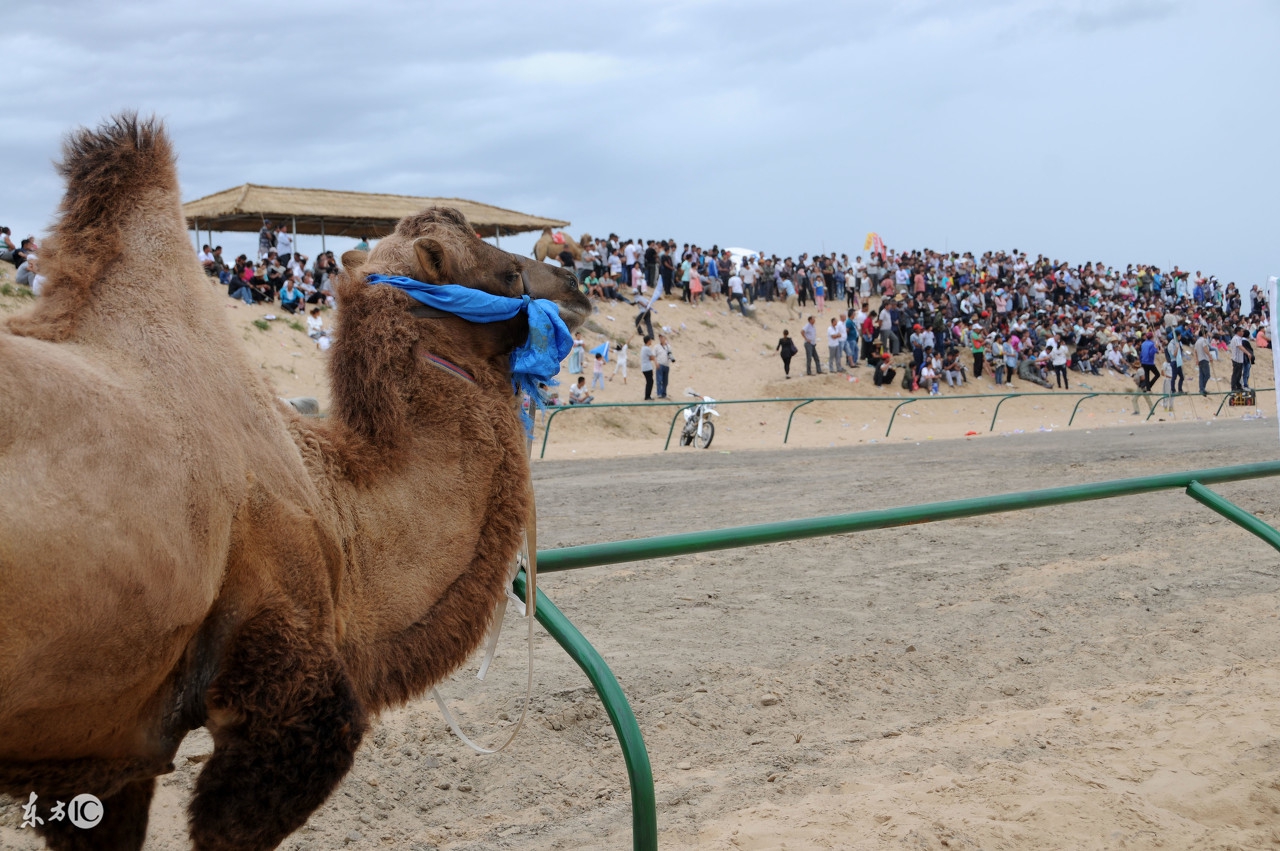 有机会一定要去沙漠,有机会的话想去海边看日落