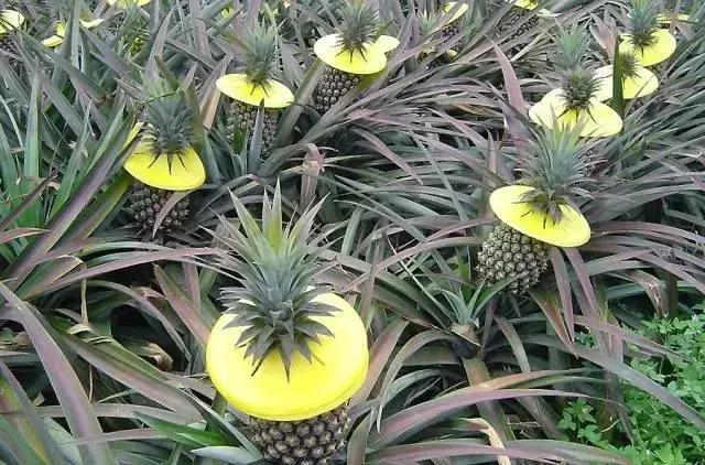 菠萝和凤梨的区别你知道吗,凤梨和菠萝硬是傻傻的分不清