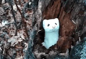 鬼吹灯之黄皮子坟黄皮子放了没有,黄皮子坟真实民间传说