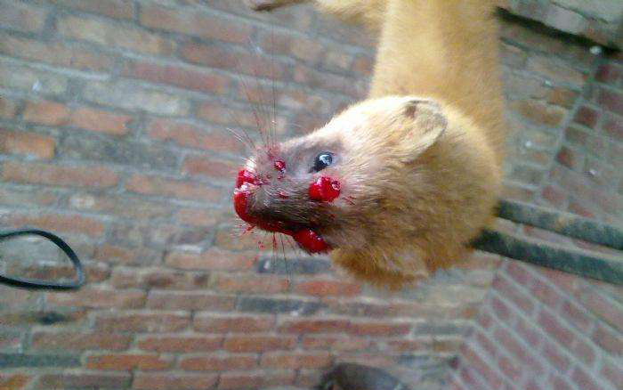 鬼吹灯之黄皮子坟黄皮子放了没有,黄皮子坟真实民间传说