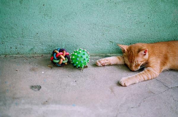 猫咪可以玩的抓宠小游戏,作为猫奴