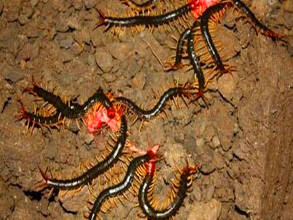 农民增收好点子,捕捉蜈蚣挣钱,被咬后自找草药医治,月入千元