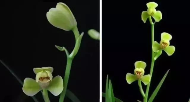 四季兰用什么盆栽最好看,四季兰花期养护