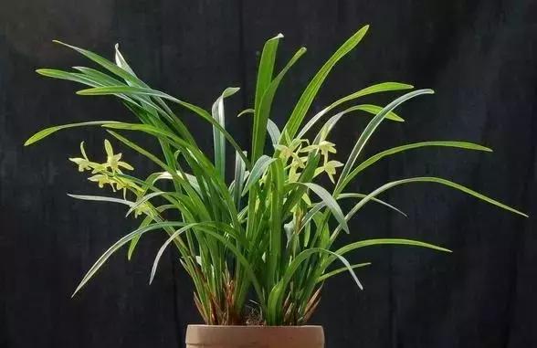 四季兰用什么盆栽最好看,四季兰花期养护