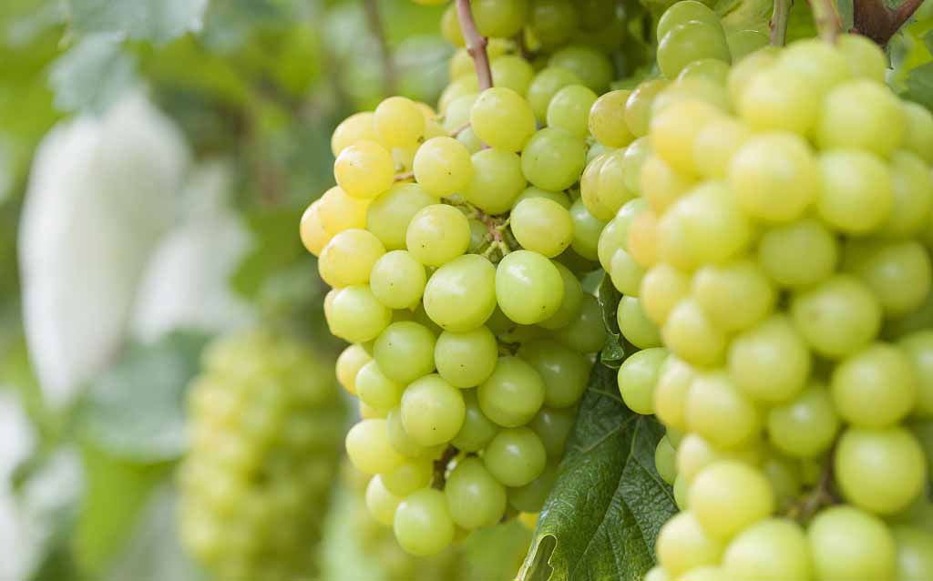 不用“斩男色”,吃出来的好气色也能“斩男”