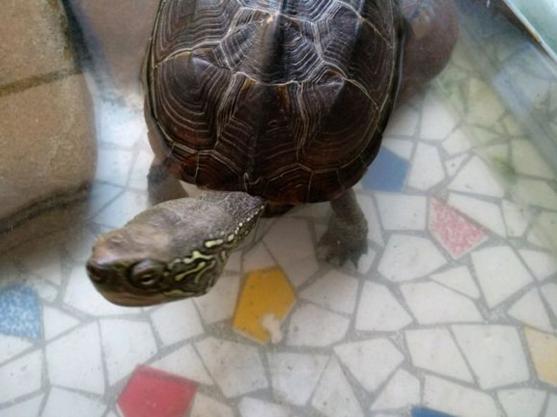 发现养的龟下的蛋全碎了,算了还是中午加个菜吧