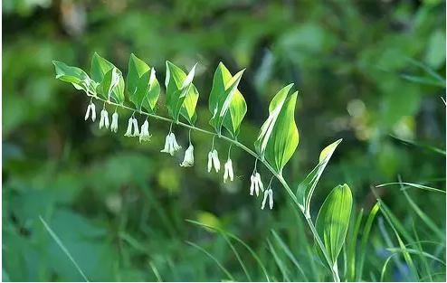身边常见草药图片及价格,身边最常见的中草药图片大全