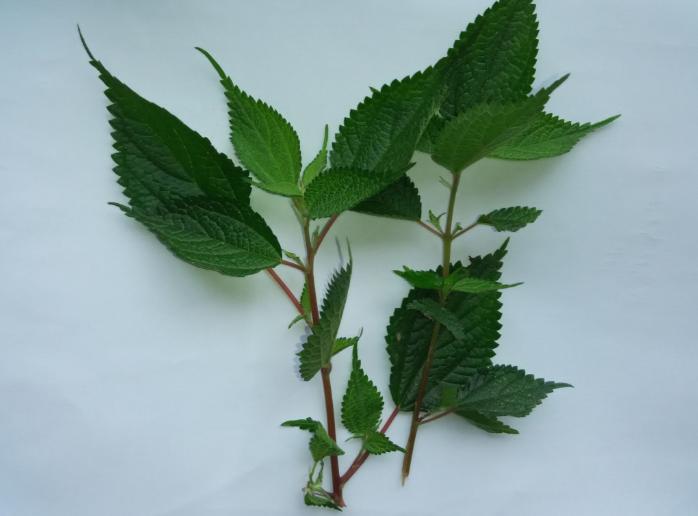 身边常见草药图片及价格,身边最常见的中草药图片大全