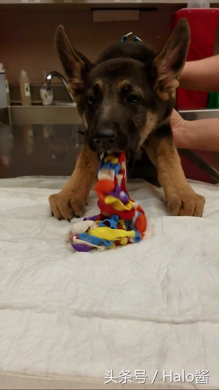 咋啥都吃得下呢？调皮狗子不舒服，饲主带去兽医院吐出一堆气球！