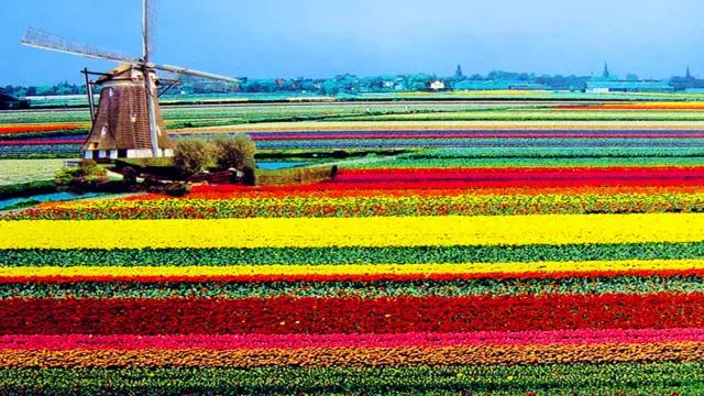 荷兰现在能不能去,什么时候不能去荷兰