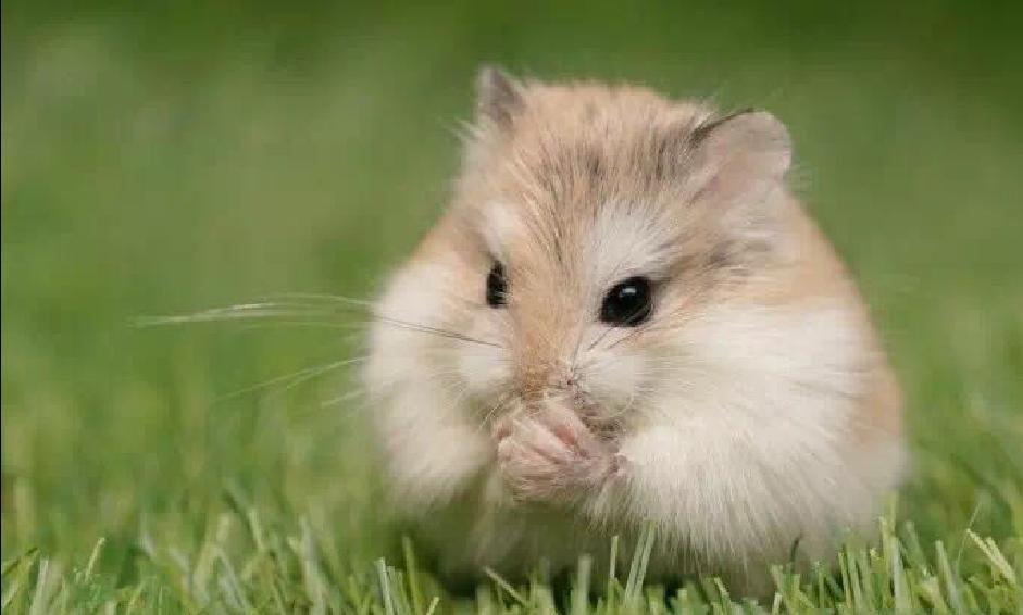 小仓鼠幼鼠可以吃什么,仓鼠幼鼠最爱吃什么
