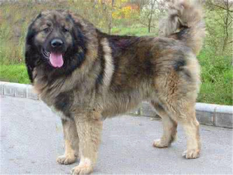 养杜高犬的技巧,杜高犬小时候该怎么养