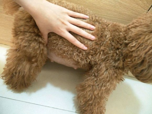 怀孕的泰迪40天没有肚子,怀孕的狗狗生小狗