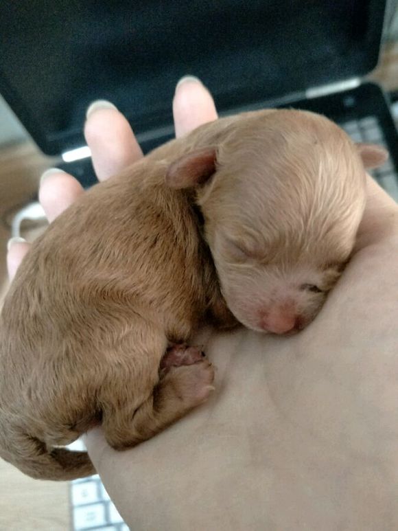 怀孕的泰迪40天没有肚子,怀孕的狗狗生小狗