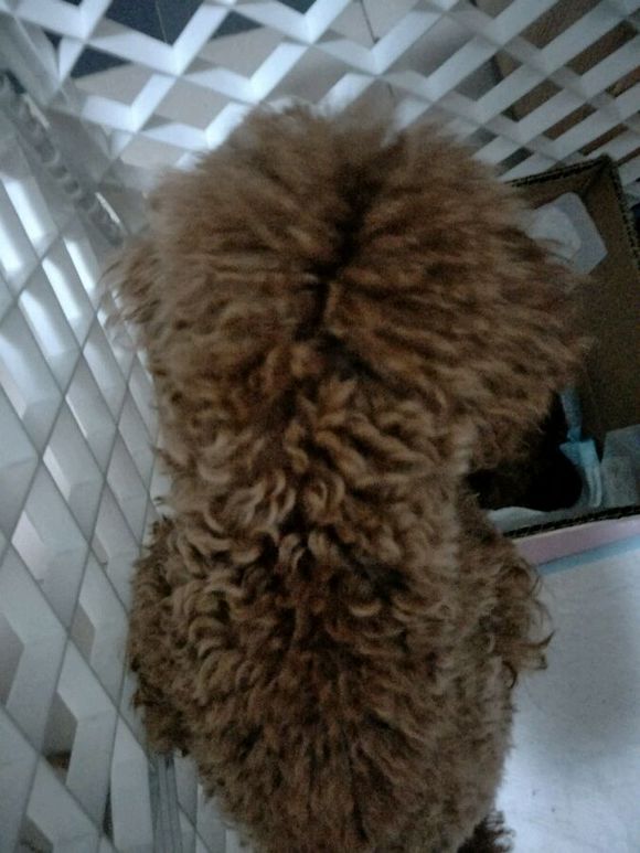 怀孕的泰迪40天没有肚子,怀孕的狗狗生小狗