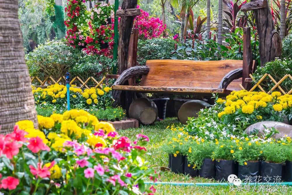 一个爱养花的家庭,一个爱花的院子