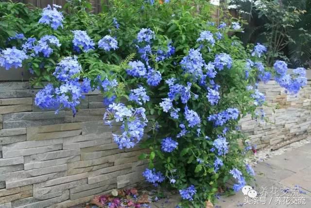 一个爱养花的家庭,一个爱花的院子