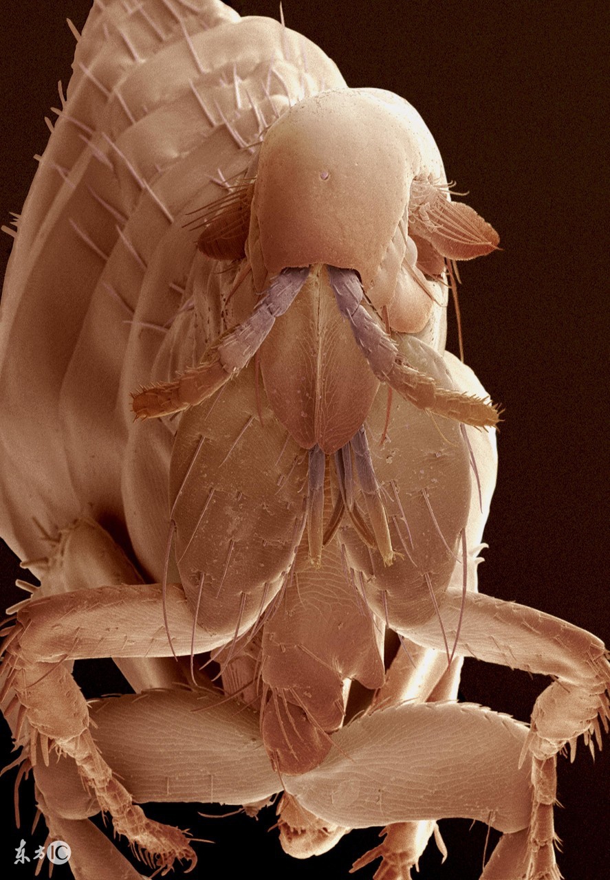 猪病预警;夏秋交接猪皮肤病!