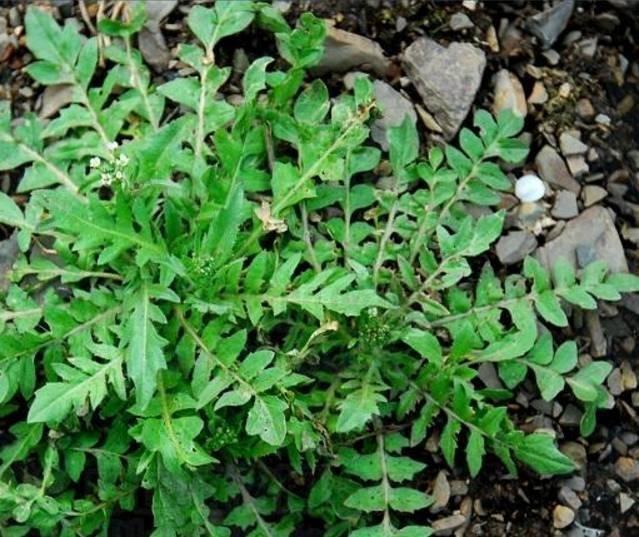 酒精肝最怕的野菜,血糖高最怕的三种野菜