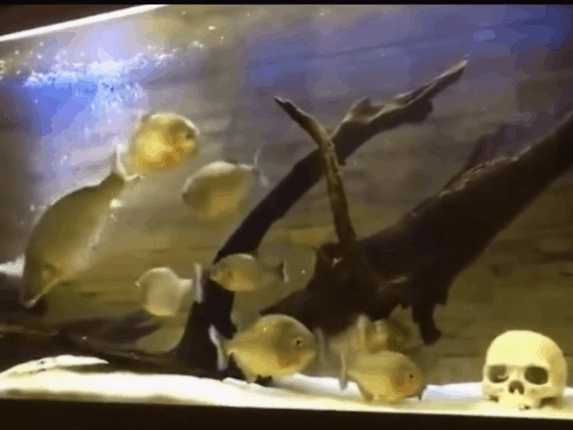 潜水员海底发现神秘巨型柱状生物,潜水员在水下发现异形生物